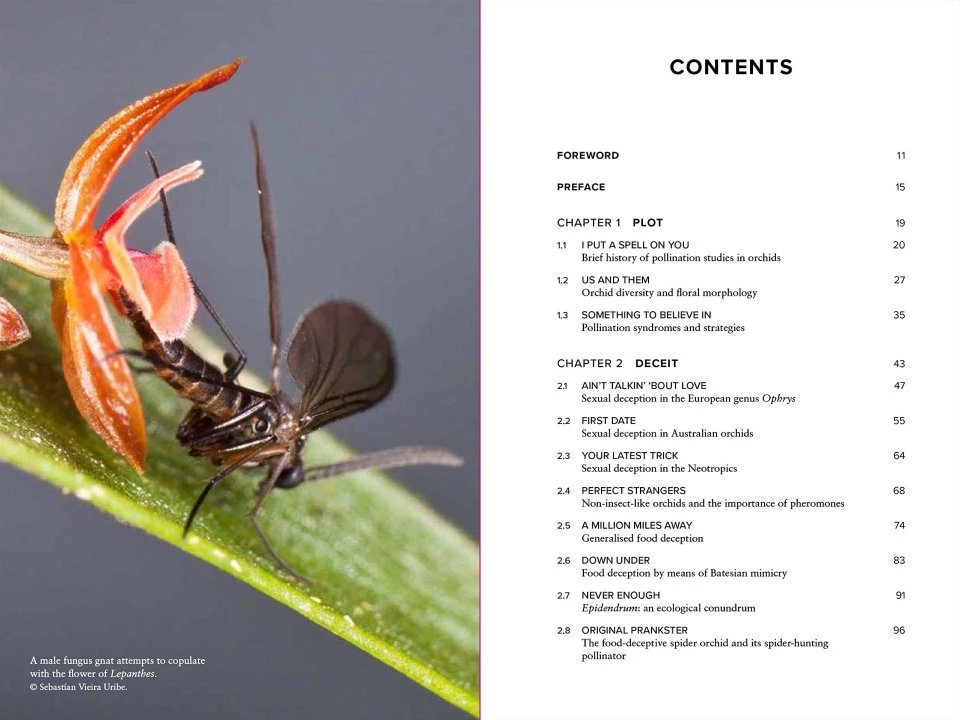 Demystifying Orchid Pollination 5 Demystifying Orchid Pollination - Image 3