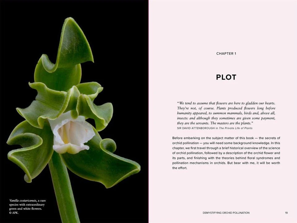 Demystifying Orchid Pollination 6 Demystifying Orchid Pollination - Image 4