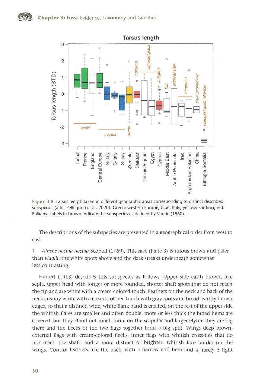 The Little Owl 5 The Little Owl - Image 3
