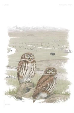 The Little Owl 14 The Little Owl -Wildlife Professional Books 260204 2