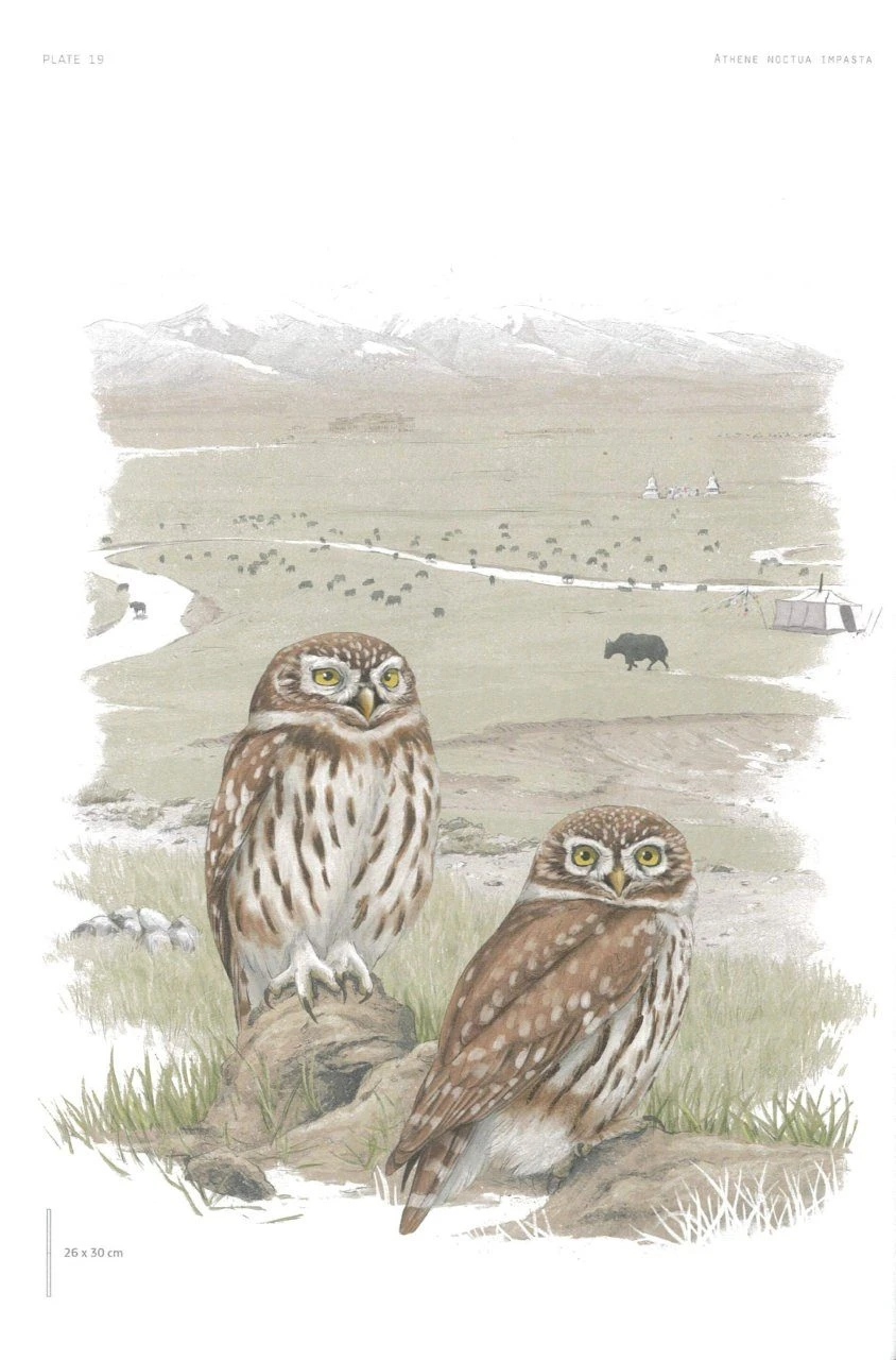 The Little Owl 6 The Little Owl - Image 4