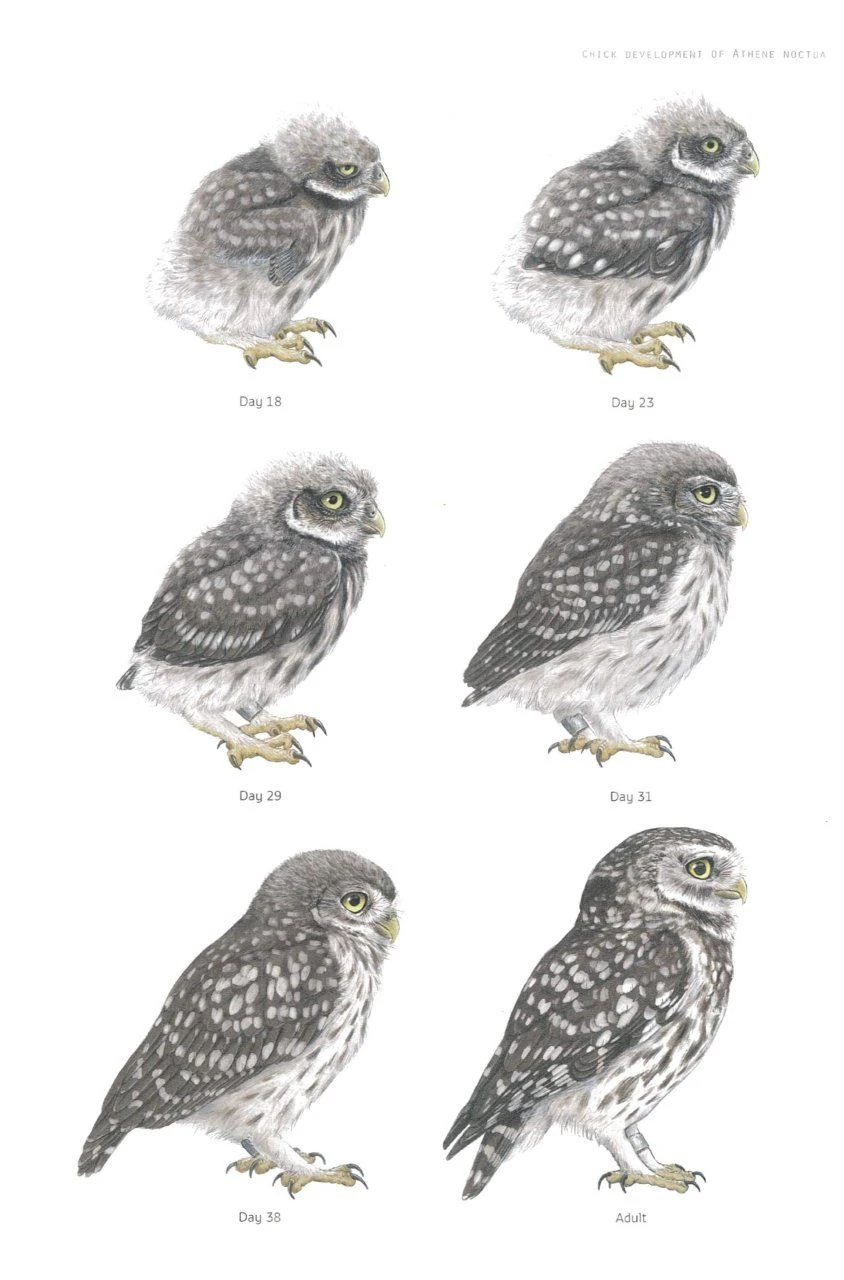 The Little Owl 7 The Little Owl - Image 5