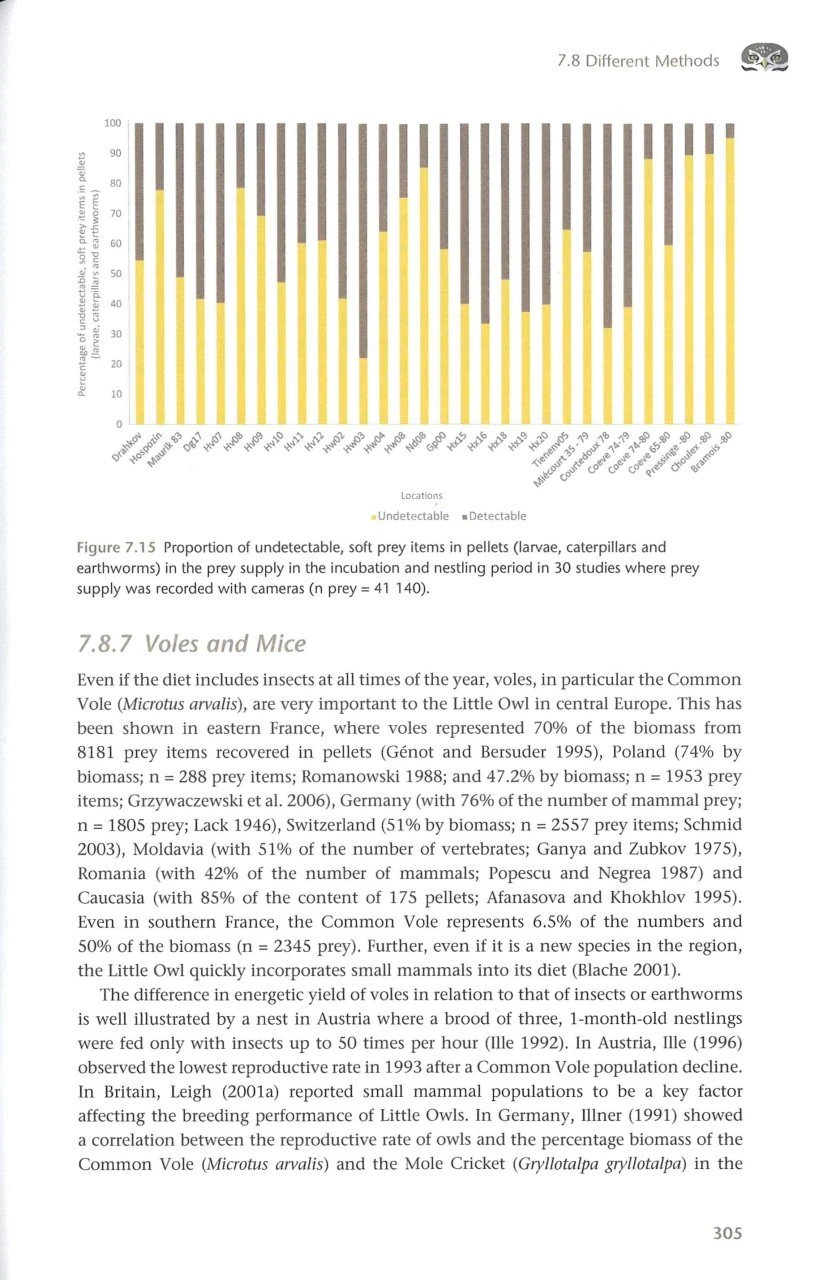 The Little Owl 9 The Little Owl - Image 7