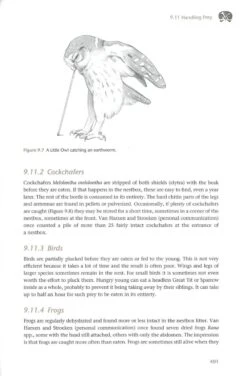 The Little Owl 18 The Little Owl -Wildlife Professional Books 260204 6