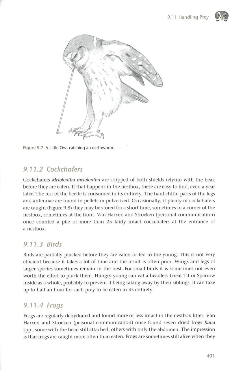 The Little Owl 10 The Little Owl - Image 8