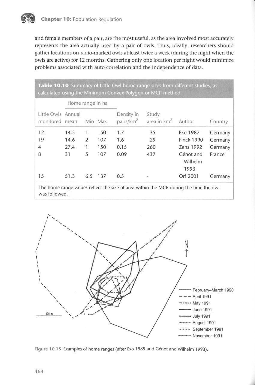 The Little Owl 11 The Little Owl - Image 9