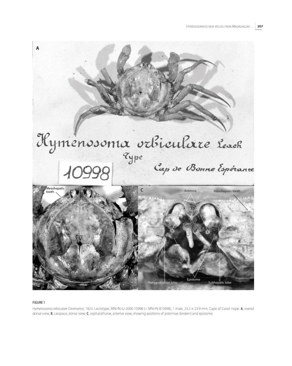 Tropical Deep-Sea Benthos, Volume 33 7 Tropical Deep-Sea Benthos, Volume 33 - Image 5