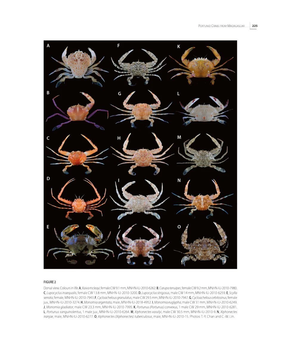 Tropical Deep-Sea Benthos, Volume 33 9 Tropical Deep-Sea Benthos, Volume 33 - Image 7