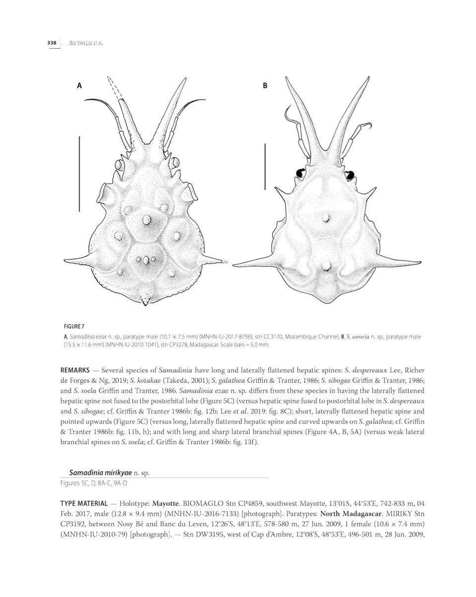 Tropical Deep-Sea Benthos, Volume 33 14 Tropical Deep-Sea Benthos, Volume 33 - Image 12