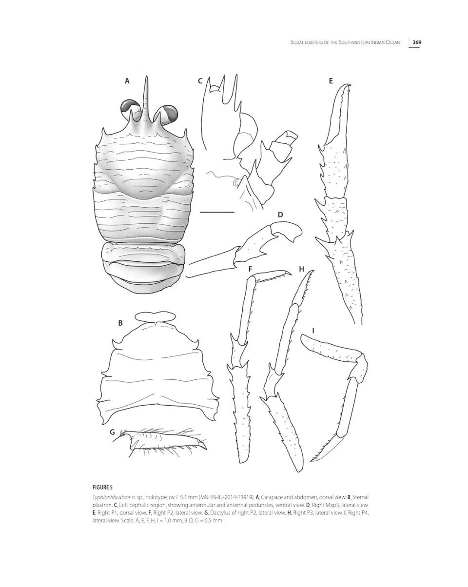 Tropical Deep-Sea Benthos, Volume 33 17 Tropical Deep-Sea Benthos, Volume 33 - Image 15