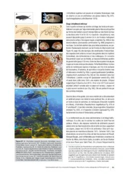Les îles Saint-Paul Et Amsterdam (Océan Indien Sud): Environnement Marin Et Pêcheries [Saint-Paul And Amsterdam Islands (South Indian Ocean): Marine Environment And Fisheries] -Wildlife Professional Books 260268 12