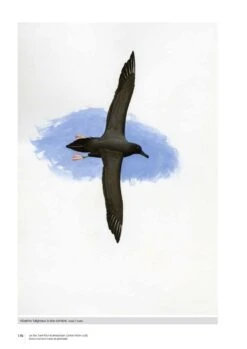 Les îles Saint-Paul Et Amsterdam (Océan Indien Sud): Environnement Marin Et Pêcheries [Saint-Paul And Amsterdam Islands (South Indian Ocean): Marine Environment And Fisheries] -Wildlife Professional Books 260268 19