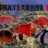 Atlas Of Sea Fishes Of China In Live Colour, Volume 2 1 Atlas Of Sea Fishes Of China In Live Colour, Volume 2 -Wildlife Professional Books 26053