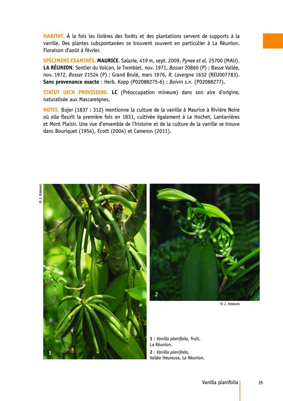 Flore Des Mascareignes, Volume 170: Orchidées (2-Volume Set) 6 Flore Des Mascareignes, Volume 170: Orchidées (2-Volume Set) - Image 4