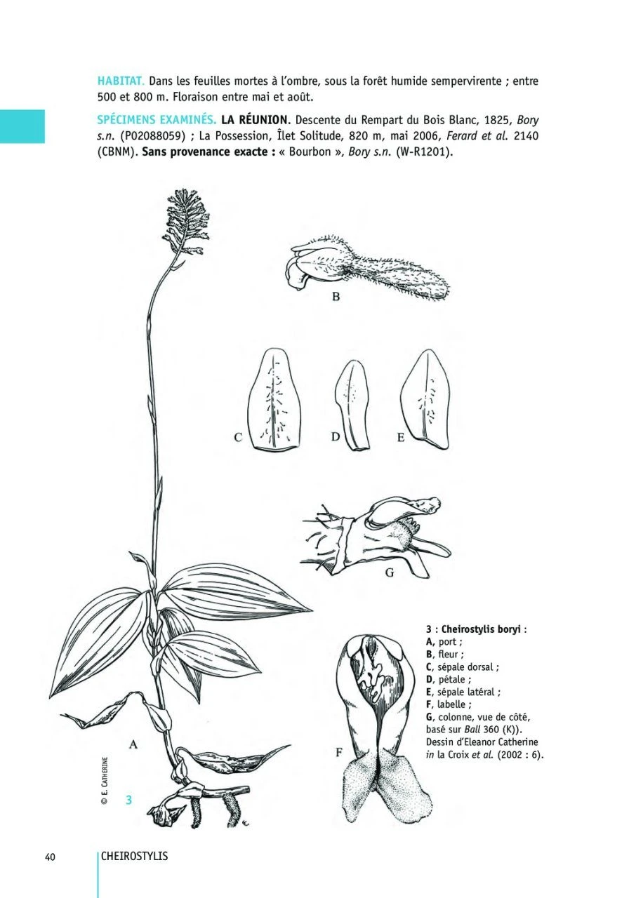 Flore Des Mascareignes, Volume 170: Orchidées (2-Volume Set) 7 Flore Des Mascareignes, Volume 170: Orchidées (2-Volume Set) - Image 5