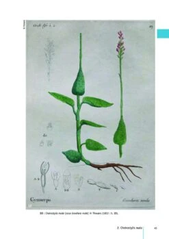 Flore Des Mascareignes, Volume 170: Orchidées (2-Volume Set) 14 Flore Des Mascareignes, Volume 170: Orchidées (2-Volume Set) -Wildlife Professional Books 260560 5