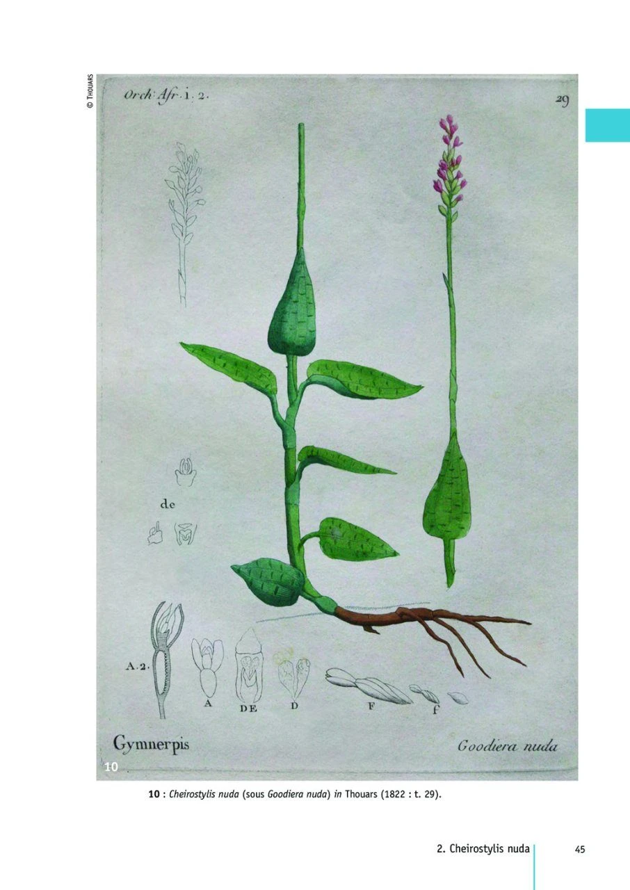 Flore Des Mascareignes, Volume 170: Orchidées (2-Volume Set) 8 Flore Des Mascareignes, Volume 170: Orchidées (2-Volume Set) - Image 6