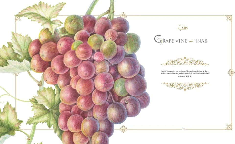 Plants Of The Qur'ān 4 Plants Of The Qur'ān - Image 2