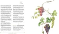 Plants Of The Qur'ān 8 Plants Of The Qur'ān -Wildlife Professional Books 260909 2