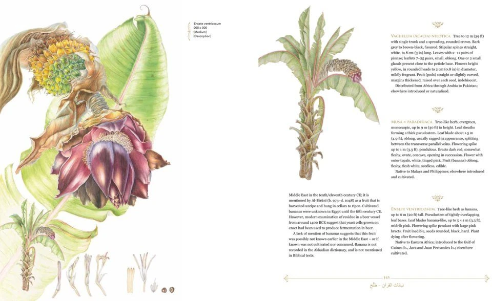 Plants Of The Qur'ān 6 Plants Of The Qur'ān - Image 4