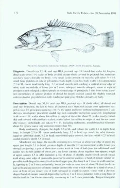 Revision Of The Indo-Pacific Groupers (Perciformes: Serranidae: Epinephelinae), With Descriptions Of Five New Species -Wildlife Professional Books 26104 2