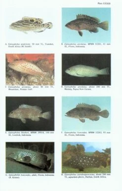 Revision Of The Indo-Pacific Groupers (Perciformes: Serranidae: Epinephelinae), With Descriptions Of Five New Species -Wildlife Professional Books 26104 4