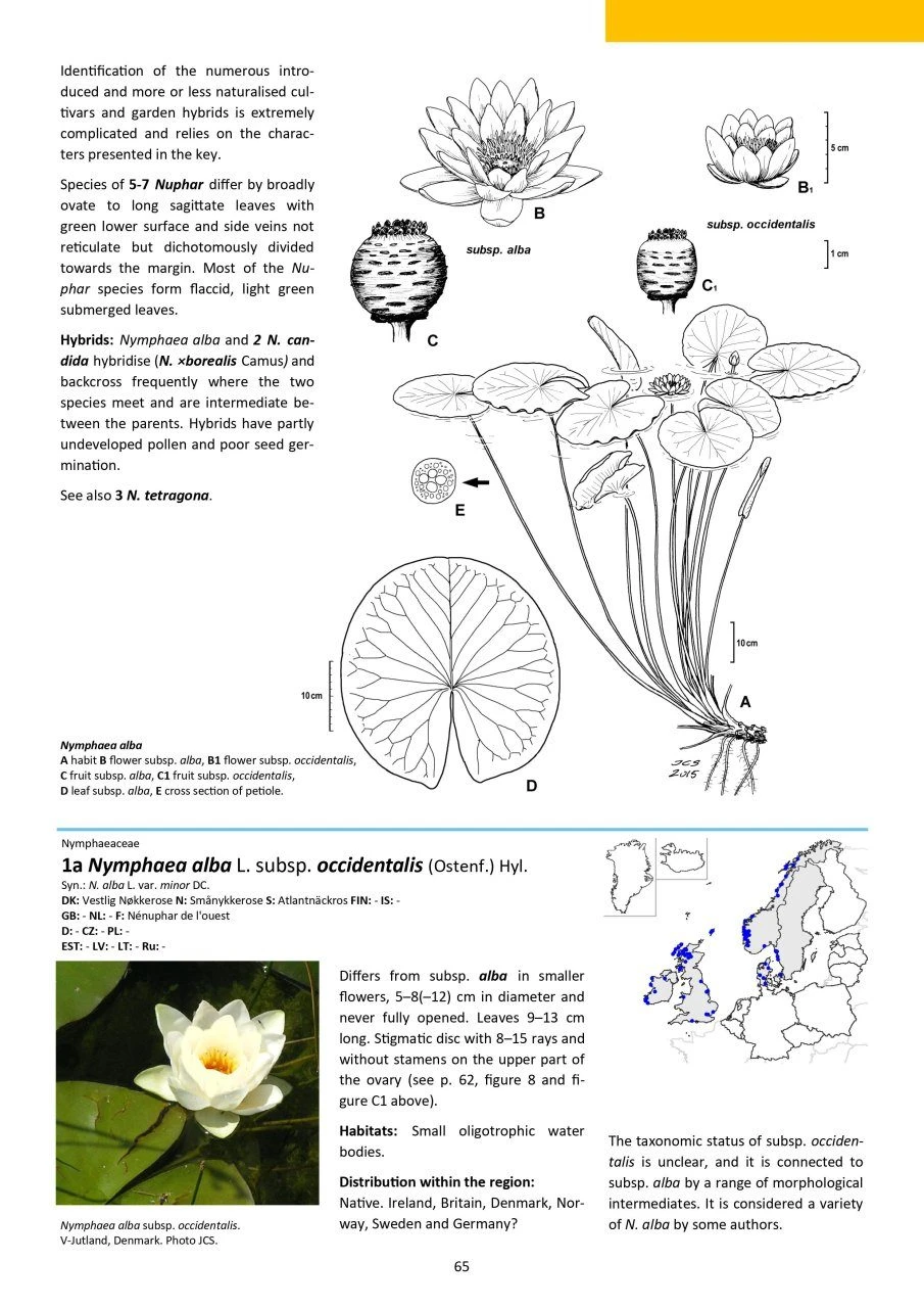 Aquatic Plants Of Northern And Central Europe Including Britain And Ireland 11 Aquatic Plants Of Northern And Central Europe Including Britain And Ireland - Image 9