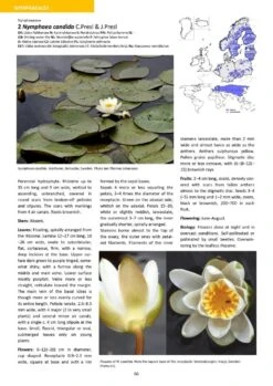 Aquatic Plants Of Northern And Central Europe Including Britain And Ireland 26 Aquatic Plants Of Northern And Central Europe Including Britain And Ireland -Wildlife Professional Books 261155 09