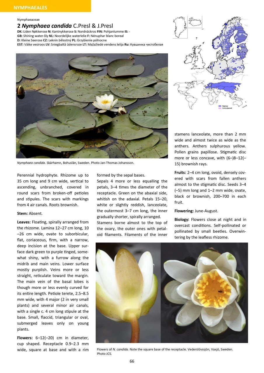 Aquatic Plants Of Northern And Central Europe Including Britain And Ireland 12 Aquatic Plants Of Northern And Central Europe Including Britain And Ireland - Image 10