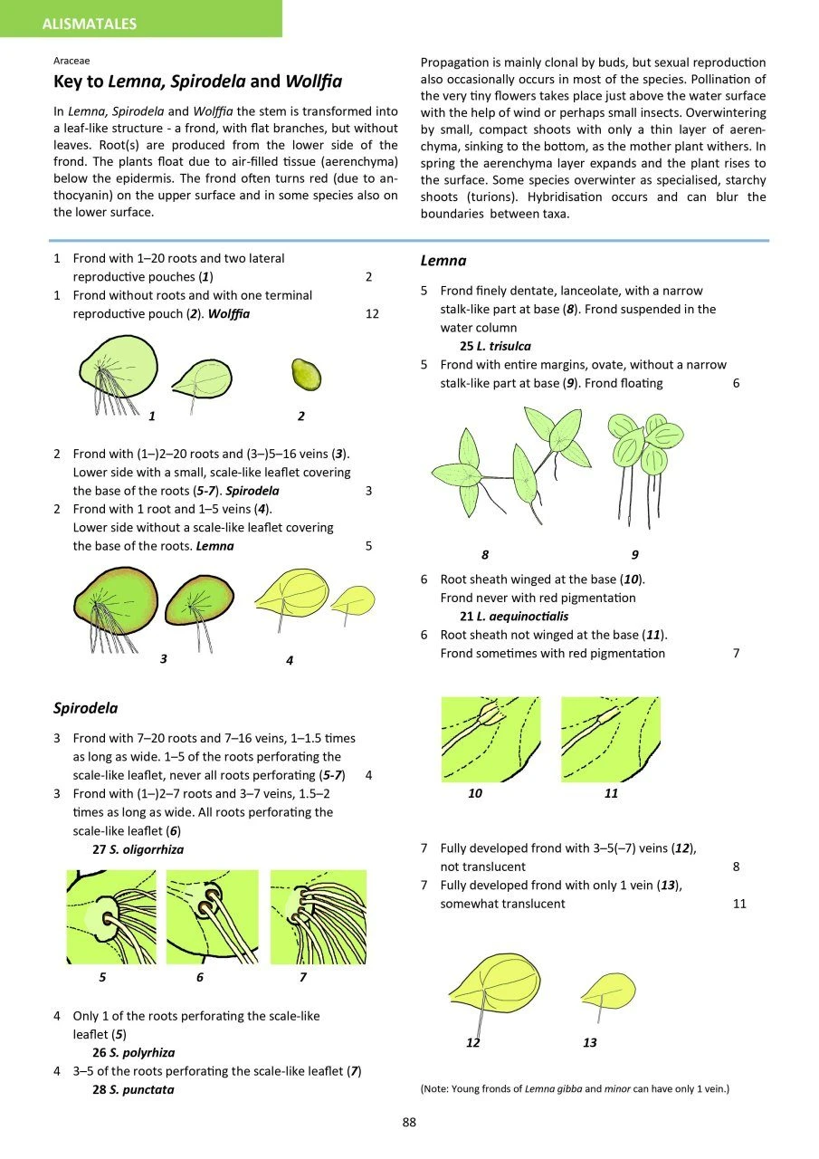 Aquatic Plants Of Northern And Central Europe Including Britain And Ireland 14 Aquatic Plants Of Northern And Central Europe Including Britain And Ireland - Image 12