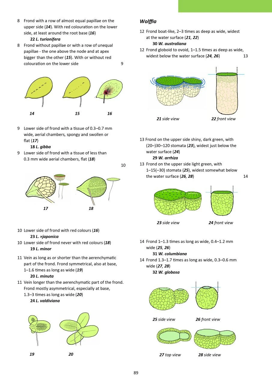 Aquatic Plants Of Northern And Central Europe Including Britain And Ireland 15 Aquatic Plants Of Northern And Central Europe Including Britain And Ireland - Image 13