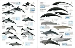 All The Mammals Of The World 10 All The Mammals Of The World -Wildlife Professional Books 261235 2