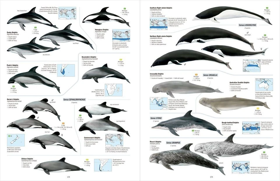 All The Mammals Of The World 5 All The Mammals Of The World - Image 3