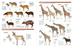 All The Mammals Of The World 11 All The Mammals Of The World -Wildlife Professional Books 261235 3