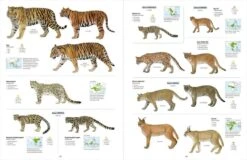 All The Mammals Of The World 12 All The Mammals Of The World -Wildlife Professional Books 261235 4