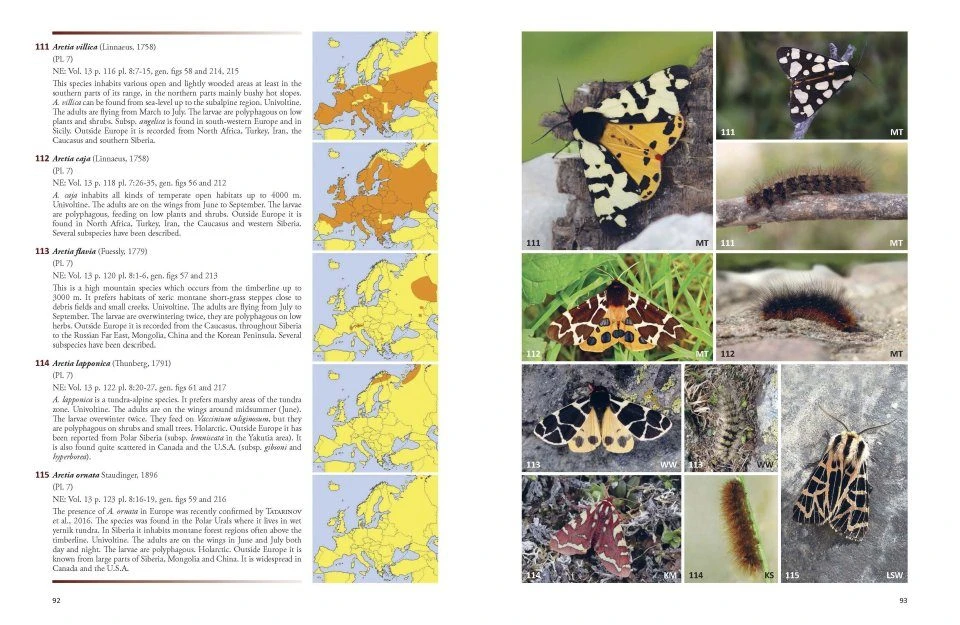 Noctuidae Europaeae Essential 4 Noctuidae Europaeae Essential - Image 2
