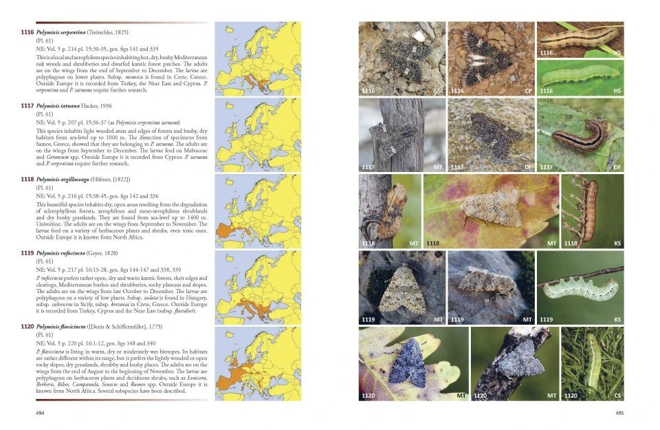 Noctuidae Europaeae Essential 6 Noctuidae Europaeae Essential - Image 4