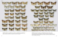 Noctuidae Europaeae Essential 11 Noctuidae Europaeae Essential -Wildlife Professional Books 261255 4