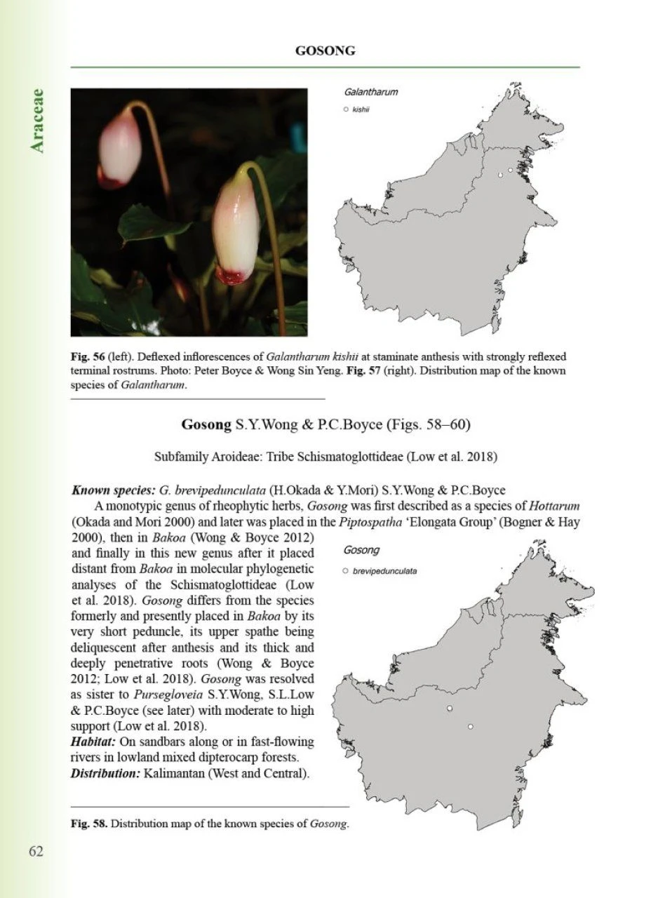 The Endemic Plant Genera Of Borneo 5 The Endemic Plant Genera Of Borneo - Image 3