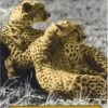 Cheetahs Of The Serengeti Plains 2 Cheetahs Of The Serengeti Plains -Wildlife Professional Books 31438