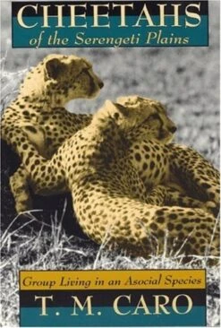 Cheetahs Of The Serengeti Plains