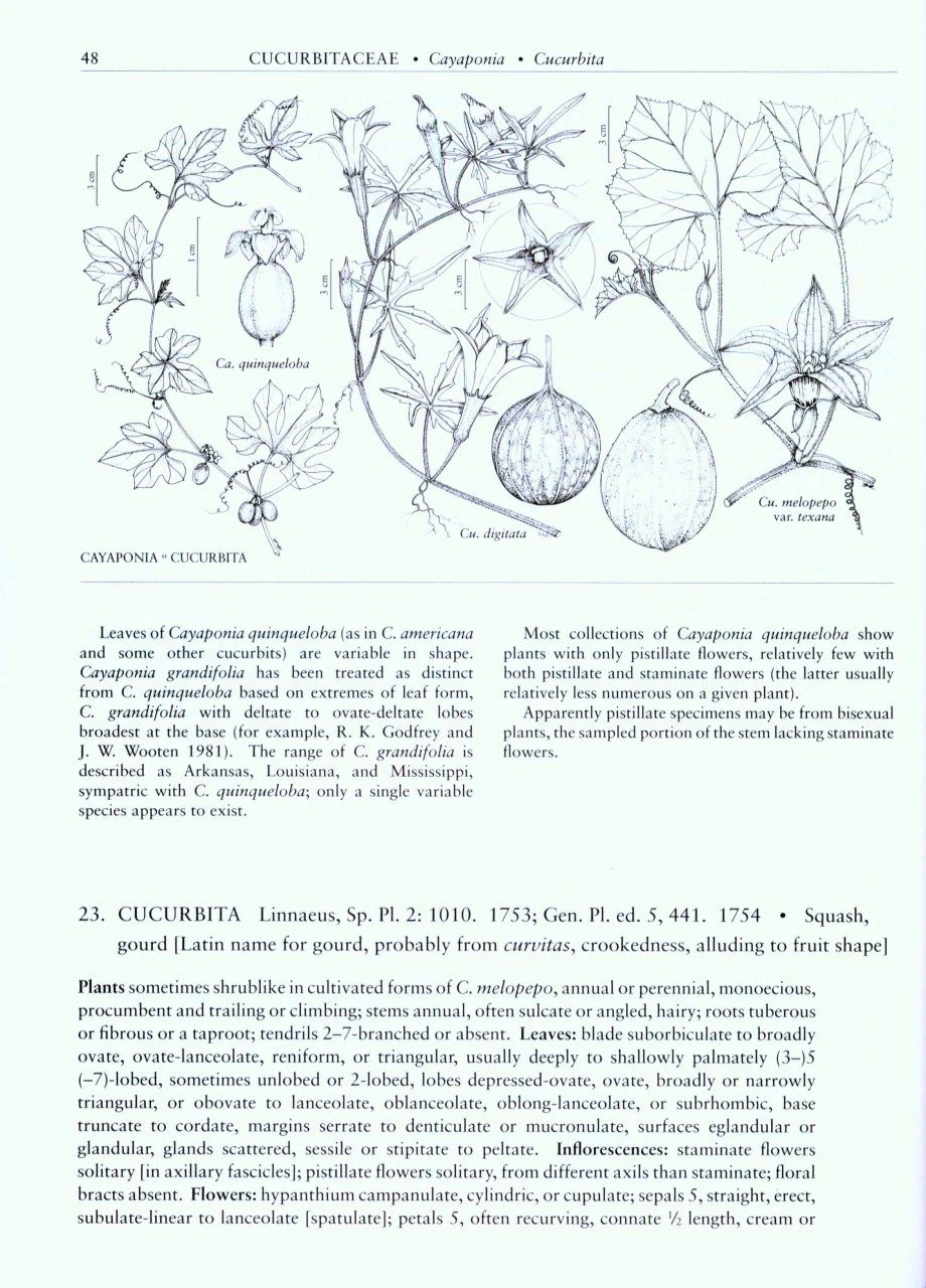 Flora Of North America North Of Mexico, Volume 6: Magnoliophyta: Cucurbitaceae To Droserceae 4 Flora Of North America North Of Mexico, Volume 6: Magnoliophyta: Cucurbitaceae To Droserceae - Image 2