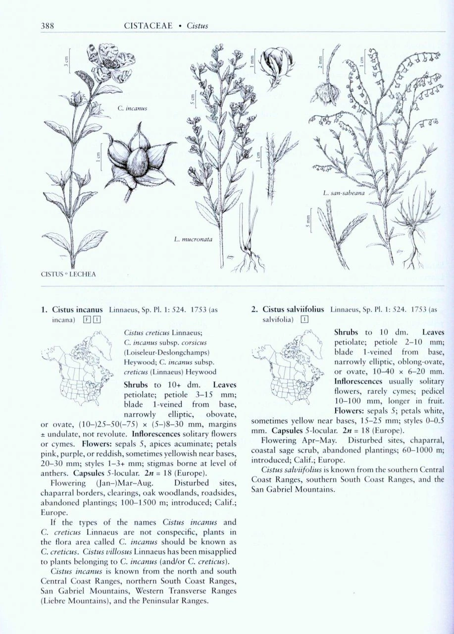 Flora Of North America North Of Mexico, Volume 6: Magnoliophyta: Cucurbitaceae To Droserceae 7 Flora Of North America North Of Mexico, Volume 6: Magnoliophyta: Cucurbitaceae To Droserceae - Image 5