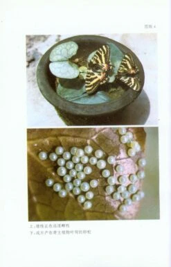Luehdorfia Chinensis Leech, A Precious And Threatened Butterfly [Chinese] -Wildlife Professional Books 34971 2