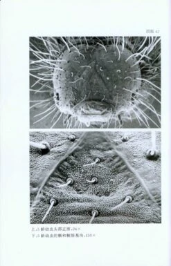 Luehdorfia Chinensis Leech, A Precious And Threatened Butterfly [Chinese] -Wildlife Professional Books 34971 3