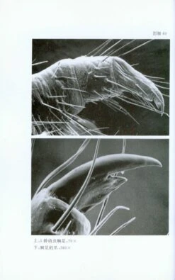 Luehdorfia Chinensis Leech, A Precious And Threatened Butterfly [Chinese] -Wildlife Professional Books 34971 4