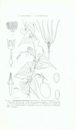 Flore Du Cameroun, Volume 6 -Wildlife Professional Books 50274 3