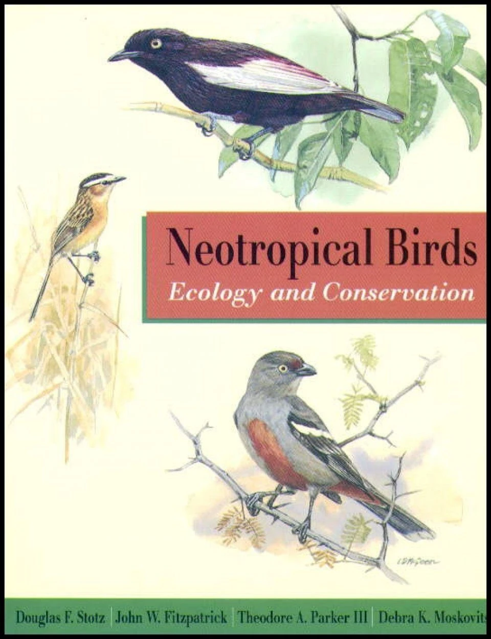 Neotropical Birds 3 Neotropical Birds