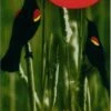 Red-Winged Blackbirds 1 Red-Winged Blackbirds -Wildlife Professional Books 56421