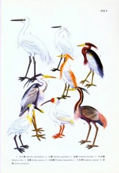 Fauna Sinica: Aves, Volume 1: Part 1 (Introductory Account Of The Class Aves In China) And Part 2 (Account Of Orders Listed In This Volume) [Chinese] -Wildlife Professional Books 56962 3